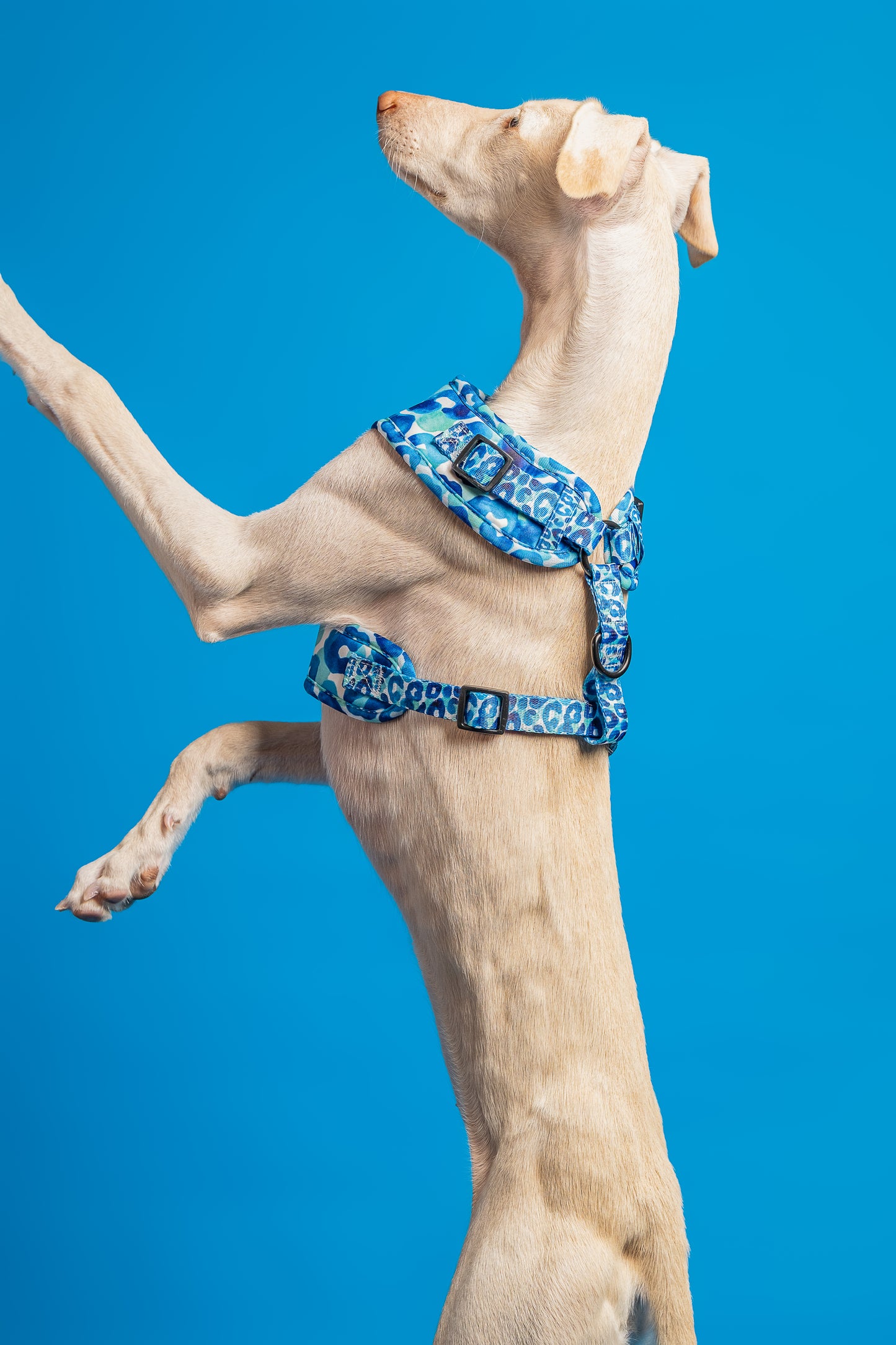Arnés ajustable BLUEPARD