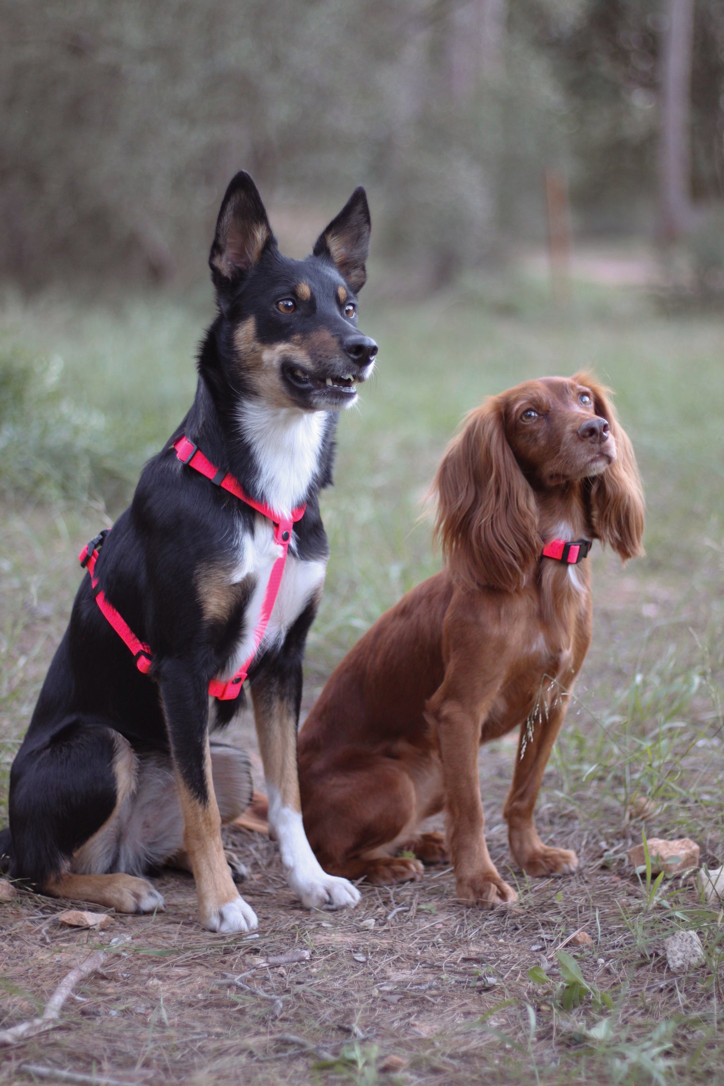Arnés de Cinta Hexa FLÚOR