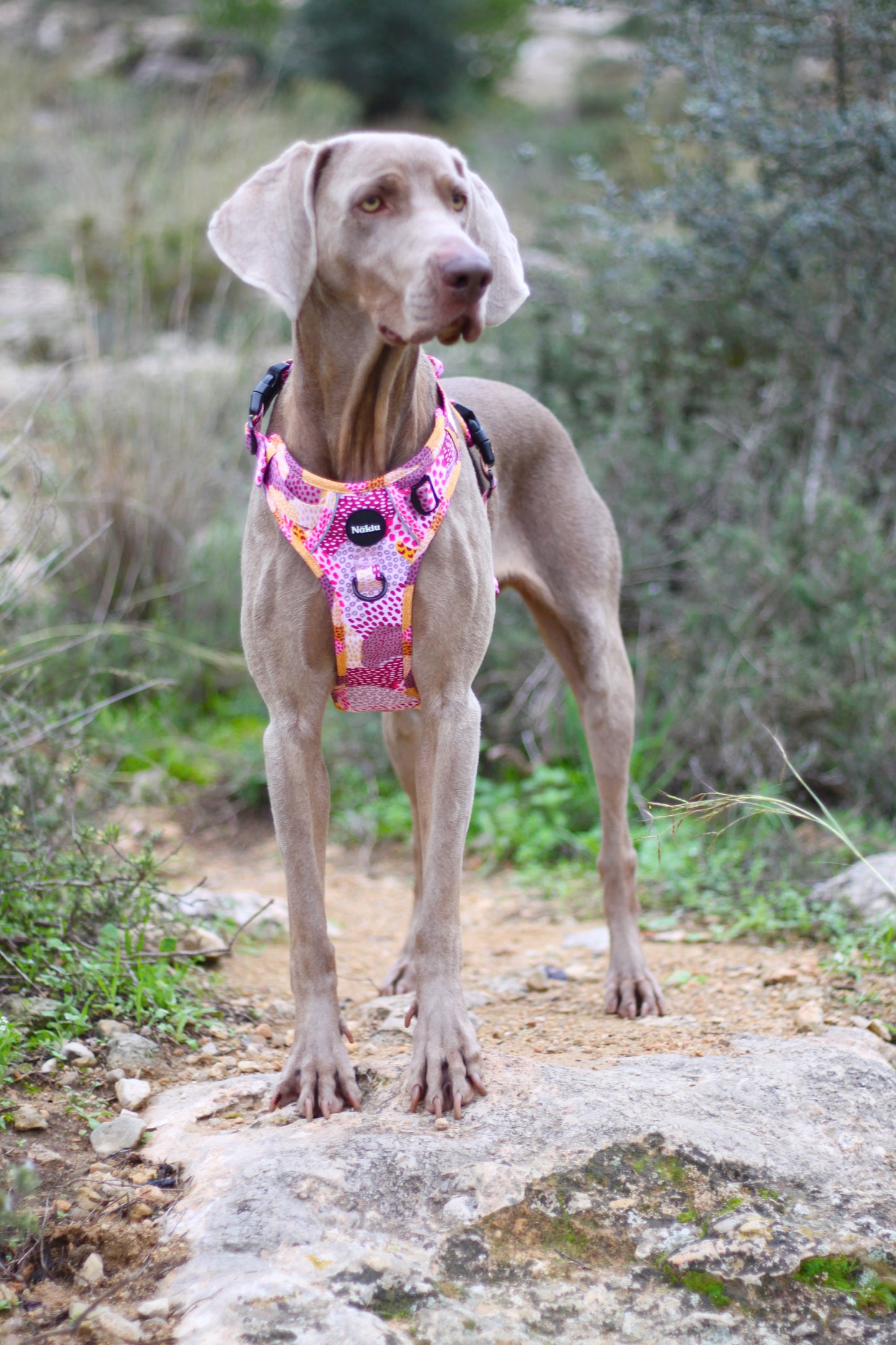 Arnés PawVenture MESSY PINK