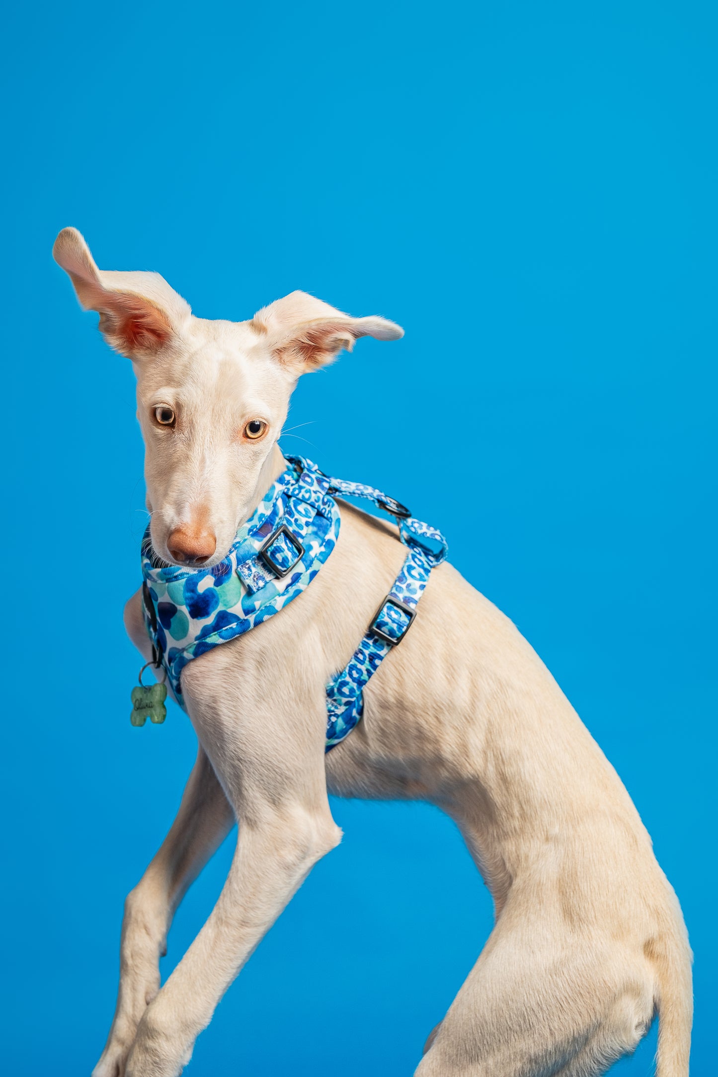 Arnés ajustable BLUEPARD